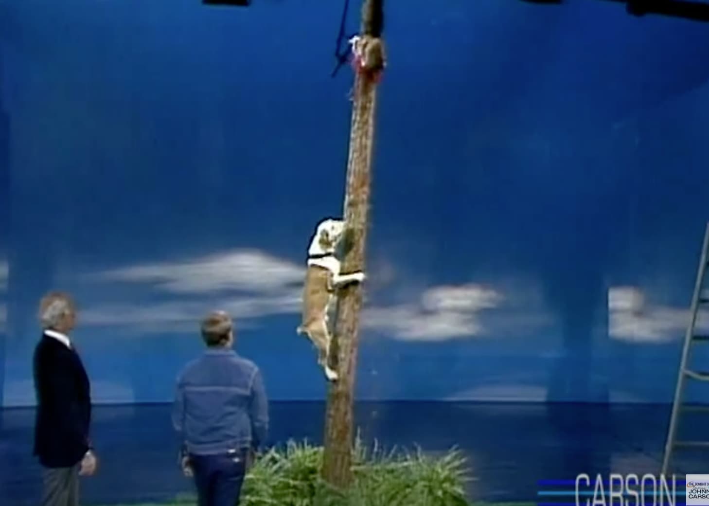 Flatnose, a tree-climbing bulldog, shows off his chops.